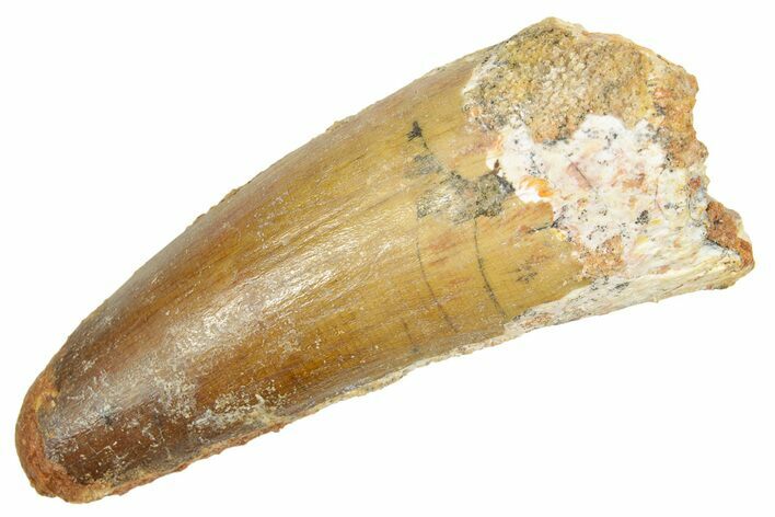Fossil Spinosaurus Tooth - Real Dinosaur Tooth #363068
